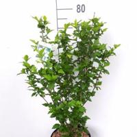 Hibiscus syriacus Totus Albus - 5 stuks - thumbnail