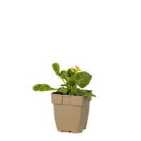 Gulden sleutelbloem[sr](Echte sleutelbloem) vaste plant Griffioen - Griffioen - thumbnail