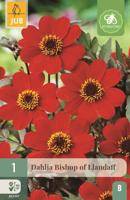 Dahlia Bishop of llandaff - thumbnail