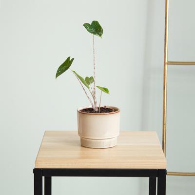 Alocasia Zebrina Variegata - P9 Alocasia Zebrina Variegata - P9