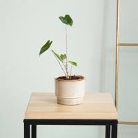 Alocasia Zebrina Variegata - P9 - thumbnail