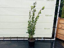 Laurier - struik - hoogte 100 cm Laurier - struik - hoogte 100 cm
