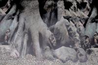 Deco Poster D5 120X61 Cm aquaria Superfish - Superfish - thumbnail