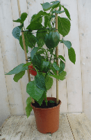 Paprikaplant rood GROOT plukplant Capsicum Warentuin Natuurlijk - Warentuin natuurlijk - thumbnail
