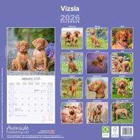 Vizsla Kalender 2026 - thumbnail
