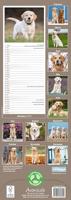 Golden Retriever Kalender 2026 Slimline - thumbnail