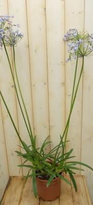 Afrikaanse Lelie Agapanthus 70 cm Wit Warentuin Natuurlijk - Warentuin natuurlijk