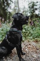 HUNTER Hondentuigje Maldon Up, petrol/grijs, Maat: M-L - thumbnail