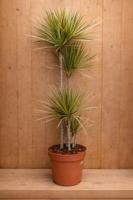 Drakenbloedboom Dracaena Fragrans Bicolor/Creme-Roze H140-160 cm potmaat 27 cm 4 stammen kamerplant Warentuin Natuurlijk - Warentuin natuurlijk - thumbnail