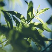 L&apos;Occitane Verveine Shower Gel Douche & bad 500 ml - thumbnail