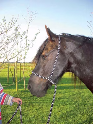 F.R.A. universeel leidhalster zwart maat:pony