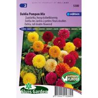 Zaaidahlia hoog dubbelbloemig bloemzaden - Dahlia Pompon Mix - thumbnail