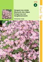 Zaden Myosotis Vergeet-me-nietje Victoria Rose Hortitops - Hortitops - thumbnail