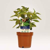 Avery-Zweckform T3005-10 Insteekbare labels 100 x 20 mm Polyester Wit 120 stuk(s) Niet hechtend Laser (kleur), Laser (zwart/wit) - thumbnail