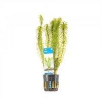 Egeria densa - 6 stuks - aquarium plant - thumbnail