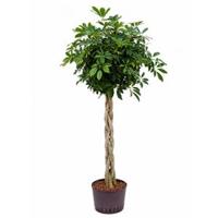 Schefflera arboricola gevlochten L hydrocultuur plant - thumbnail