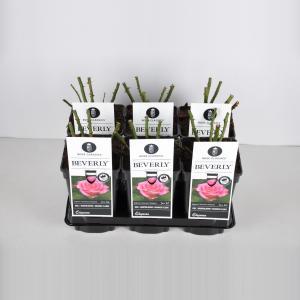 Grootbloemige roos (rosa "Beverly"®) - C5 - 1 stuks