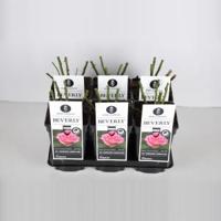Grootbloemige roos (rosa "Beverly"®) - C5 - 1 stuks - thumbnail