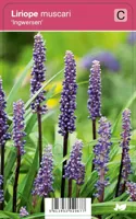 Leliegras (liriope muscari "Ingwersen") najaarsbloeier - 12 stuks - thumbnail
