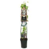 Klimplant Clematis Madame Le Coultre - Witte Bosrank 120cm - thumbnail