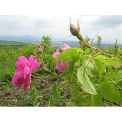 Sonnentor Rozenthee los bio 30 Gram Sonnentor Rozenthee los bio 30 Gram