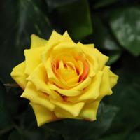 Kunst Rozentak Classic 46cm geel - thumbnail