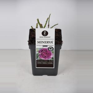 Trosroos (rosa "Minerva"®) - C5 - 1 stuks