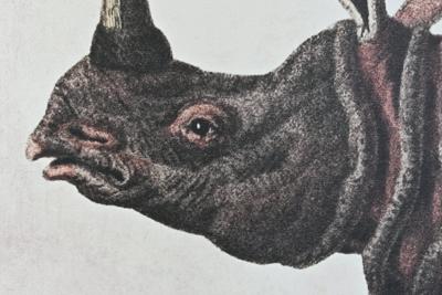 Schilderij DKD Home Decor Koloniaal Neushoorn (180 x 4 x 120 cm)