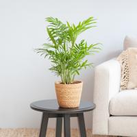 Chamaedorea Elegans - Mexicaanse Dwergpalm - P12 - thumbnail