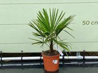 Palmboom - Trachycarpus Fortunei - thumbnail
