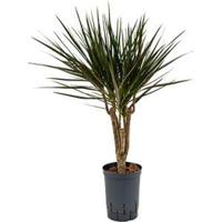 Dracaena marginata spider vertakt XS hydrocultuur plant - thumbnail