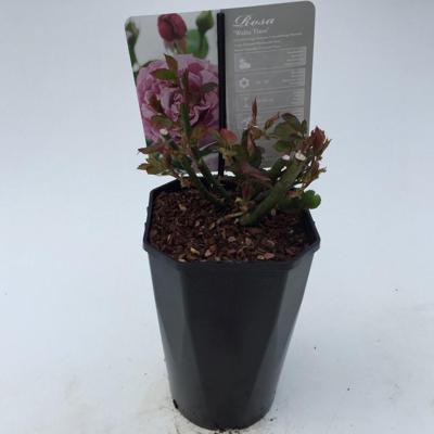 Struikroos Rosa Waltz Time Arie Bouman - Arie bouman Struikroos Rosa Waltz Time Arie Bouman - Arie bouman