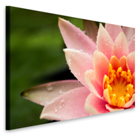 Schilderij - Lotusbloem in close up, premium print, 2 maten, Inspiratie, voor woonkamer , slaapkamer en praktijkruimte - thumbnail