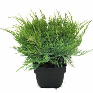 Jeneverbes (Juniperus media "Mint Julep") conifeer Jeneverbes (Juniperus media "Mint Julep") conifeer