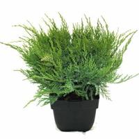 Jeneverbes (Juniperus media "Mint Julep") conifeer - thumbnail