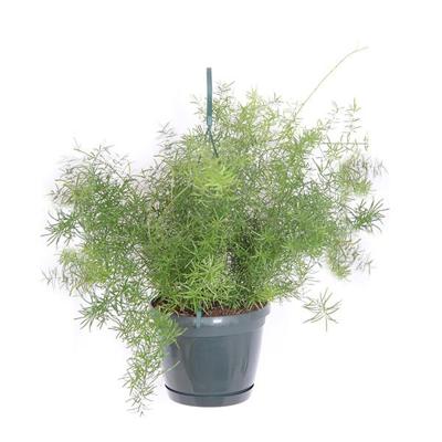 Asparagus Sprengeri (Sierasperge) - P 18 cm