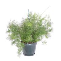 Asparagus Sprengeri (Sierasperge) - P 18 cm - thumbnail