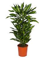 Dracaena cintho L kamerplant - thumbnail