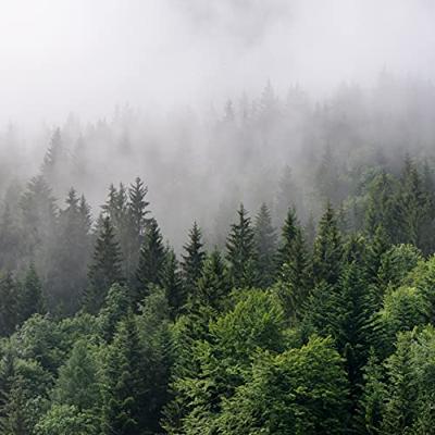 Fotobehang - Bomen in de mist, Bos, groen/grijs, Vinyl behang, 11 maten, Premium Print, inclusief behanglijm, eenvoudig aan te brengen - thumbnail