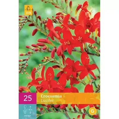 Crocosmia lucifer 25 bollen Crocosmia lucifer 25 bollen