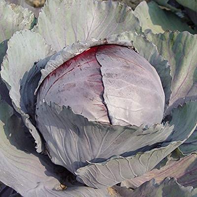 Rodekool zaden - Langedijker Bewaar 2