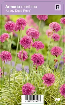 V.I.P.S. Armeria maritima ''Abbey Deep Rose'' - Engels gras P9