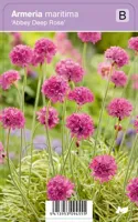 V.I.P.S. Armeria maritima ''Abbey Deep Rose'' - Engels gras P9 - thumbnail