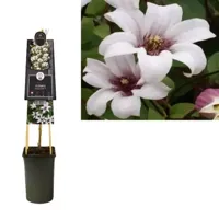 Lichtroze bosrank (Clematis "Princess Kate" PBR) klimplant - thumbnail
