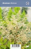 Geitenbaard (aruncus dioicus) schaduwplant - 12 stuks - thumbnail