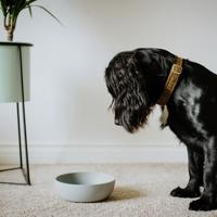 District 70 Hondenvoerbak Bamboo, ice blue, Maat: L - thumbnail