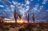 Alexsar Art Tuindoek cactussen 140x90cm - thumbnail