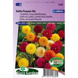 Zaaidahlia hoog dubbelbloemig bloemzaden - Dahlia Pompon Mix Zaaidahlia hoog dubbelbloemig bloemzaden - Dahlia Pompon Mix
