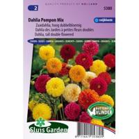 Zaaidahlia hoog dubbelbloemig bloemzaden - Dahlia Pompon Mix - thumbnail