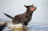 Beeztees splashbal blauw/rood hondenspeelgoed - thumbnail